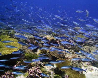 clouds of fish