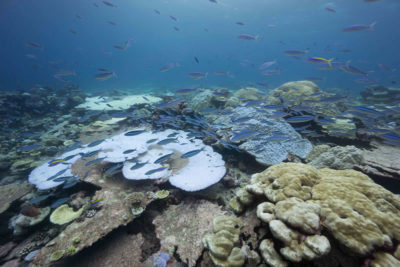 Bleached reef at BIOT