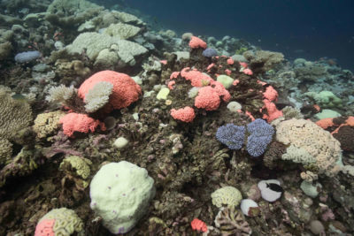 Bleaching event at BIOT's reefs