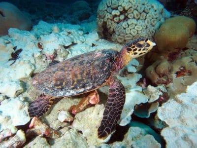 hawksbill sea turtle