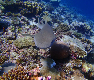 Nurse shark