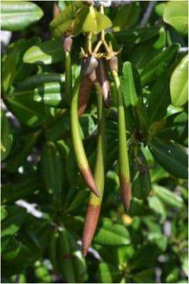 red mangrove propagule