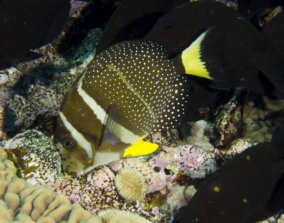 Whitespotted surgeon, Acanthurus guttatus