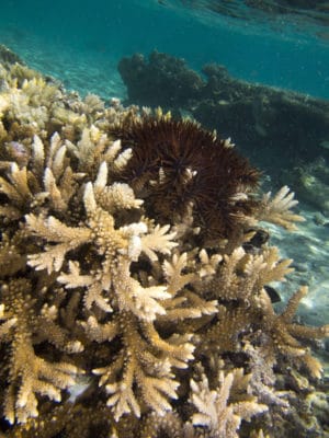Acropora with COTS on the north coast 