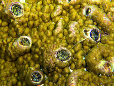 Dendropoma snails porites cu