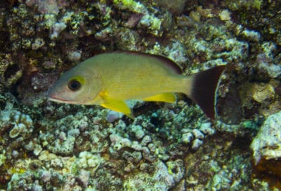 Flametail snapper Lutjanus fulvus