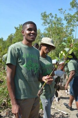 Jamaican high school students restoring  mangrove propagules to their natural environment