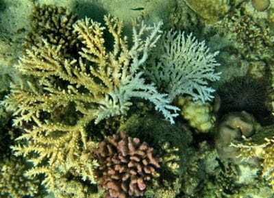 A colony of Acropora austera eaten by Acanthaster, and a second colony partially eaten. The COTS is on the right side.