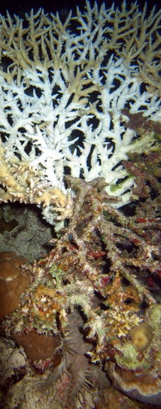 A branching colony of Acropora preyed upon by a crown of thorns sea star.  The COTS is visible at the base of the coral.