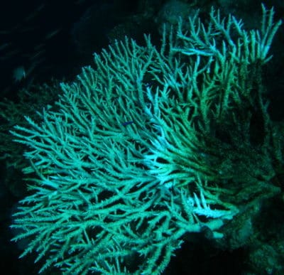 A table Acropora with white syndrome