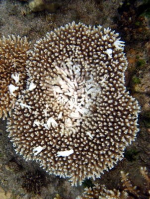 The snail Coralliophila and a recent lesion caused by this snail on Porites