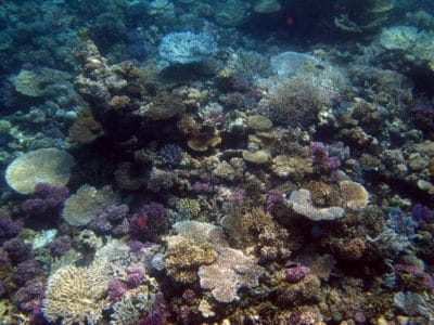 Farasan Banks Acropora garden.