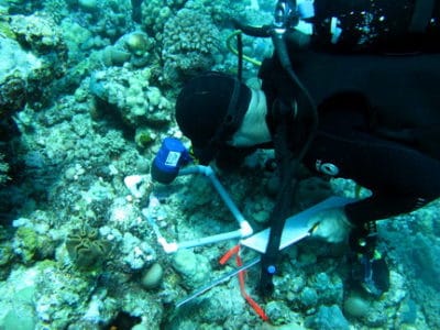 Dr. Riegl identifying fluorescent coral recruits