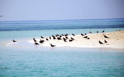 White-eyed gulls on the beach.