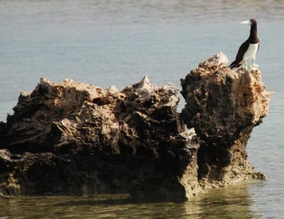 A common seabird of the Farasan Banks, a booby.