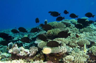 bristletooth surgeonfish among healthy acropora