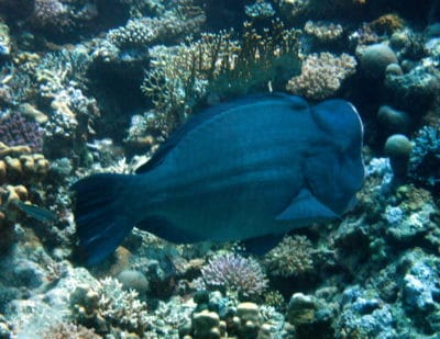 A bumphead parrotfish swims slowly across the reef, munching coral and algae