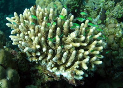 Blue green Chromis (Chromis viridis) near a digitate Acropora colony