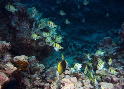 convict tangs feeding on algae