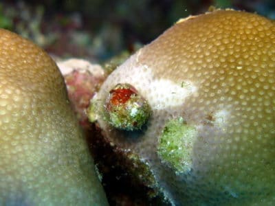 The snail Coralliophila and a recent lesion caused by this snail on Porites