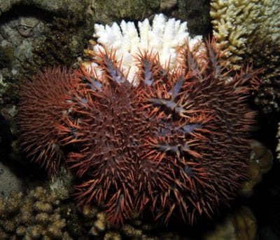 Three COTS at night, eating a table Acropora