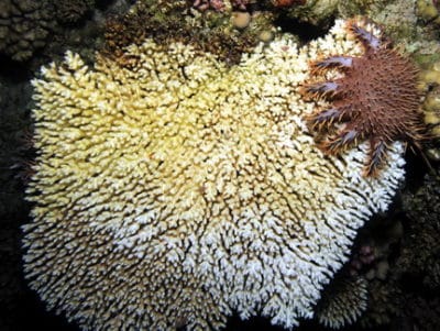 COTS emerging from its refuge at night to finish eating a table coral