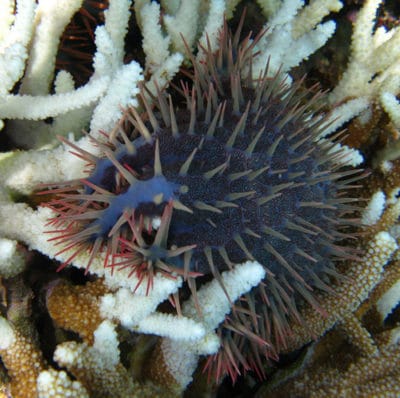 A close-up view of a crown of thorns seastar