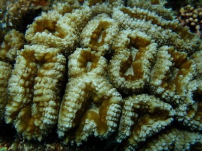 A closeup of a flower coral, Lobophyllia