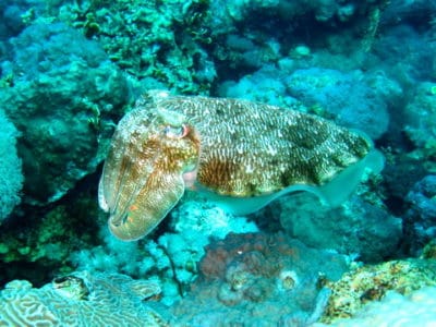Pharoah's cuttlefish: Sepia pharoanis