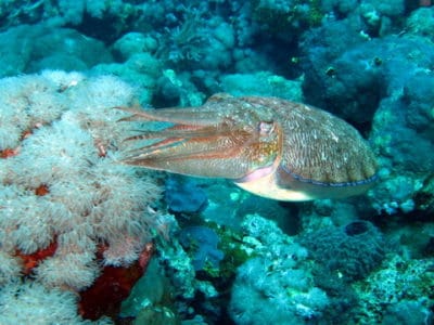 Amazing Cuttlefish