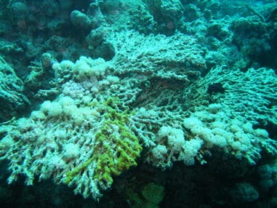 Dead table Acropora colonized by soft corals