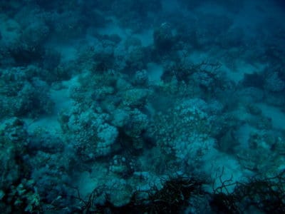 Dead Porites framework at 20 m depth