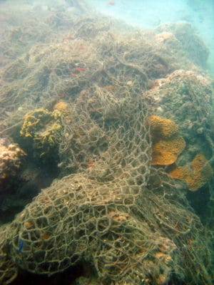 A derelict net covering the reef