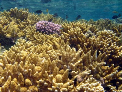 A field of coral