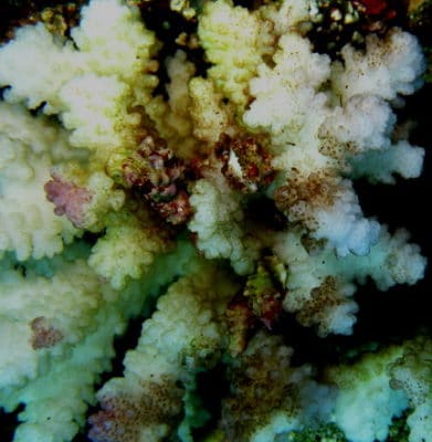 Drupella snails on a colony of antler coral (Pocillopora)