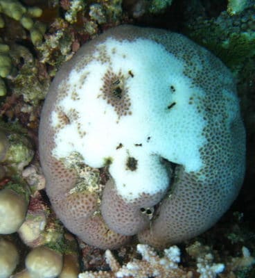 An example of COTS predation on a massive coral (Goniastrea)