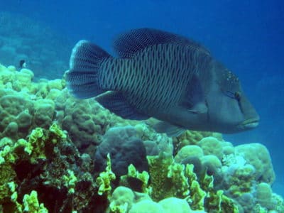 A COTS consumer: the humphead wrasse