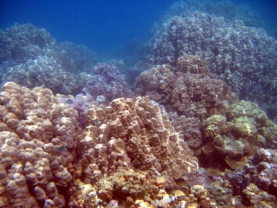 Large Porites colonies in a reef crest