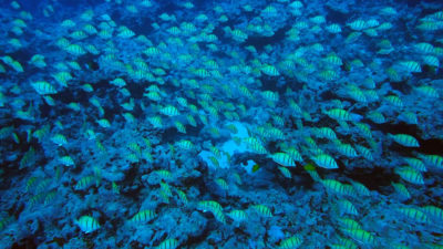 large school of convict tangs Acanthurus triostegus