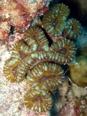 lobophyllia