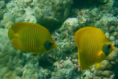 A pair of masked butterflyfish