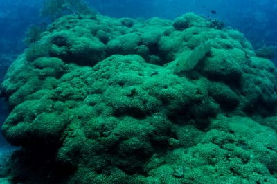 An immense colony of flower coral.