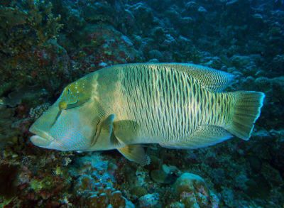 napolean wrasse