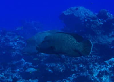 napolean wrasse Chelinus undulatus