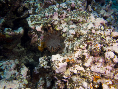 northeast Aitutaki fore reef with cots