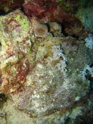 Small remnant of Pachyseris in upper right. The remainder of colony is dead.