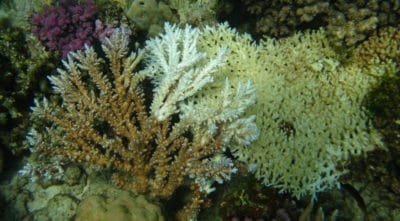 Two colonies of Acropora, one completely eaten and a second partially eaten by a crown of thorns sea star