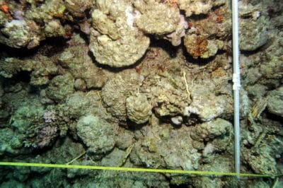 Typical photoquadrat at 10 m depth