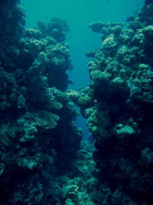 Farasan Banks reef: Pinnacles separated by a narrow groove