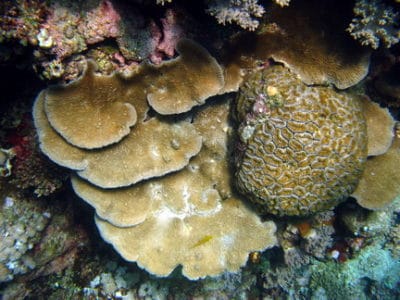 Plating hydnophora and lobophyllia.